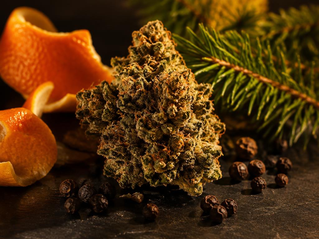 Close-up of trichome-covered cannabis flower rich in terpenes